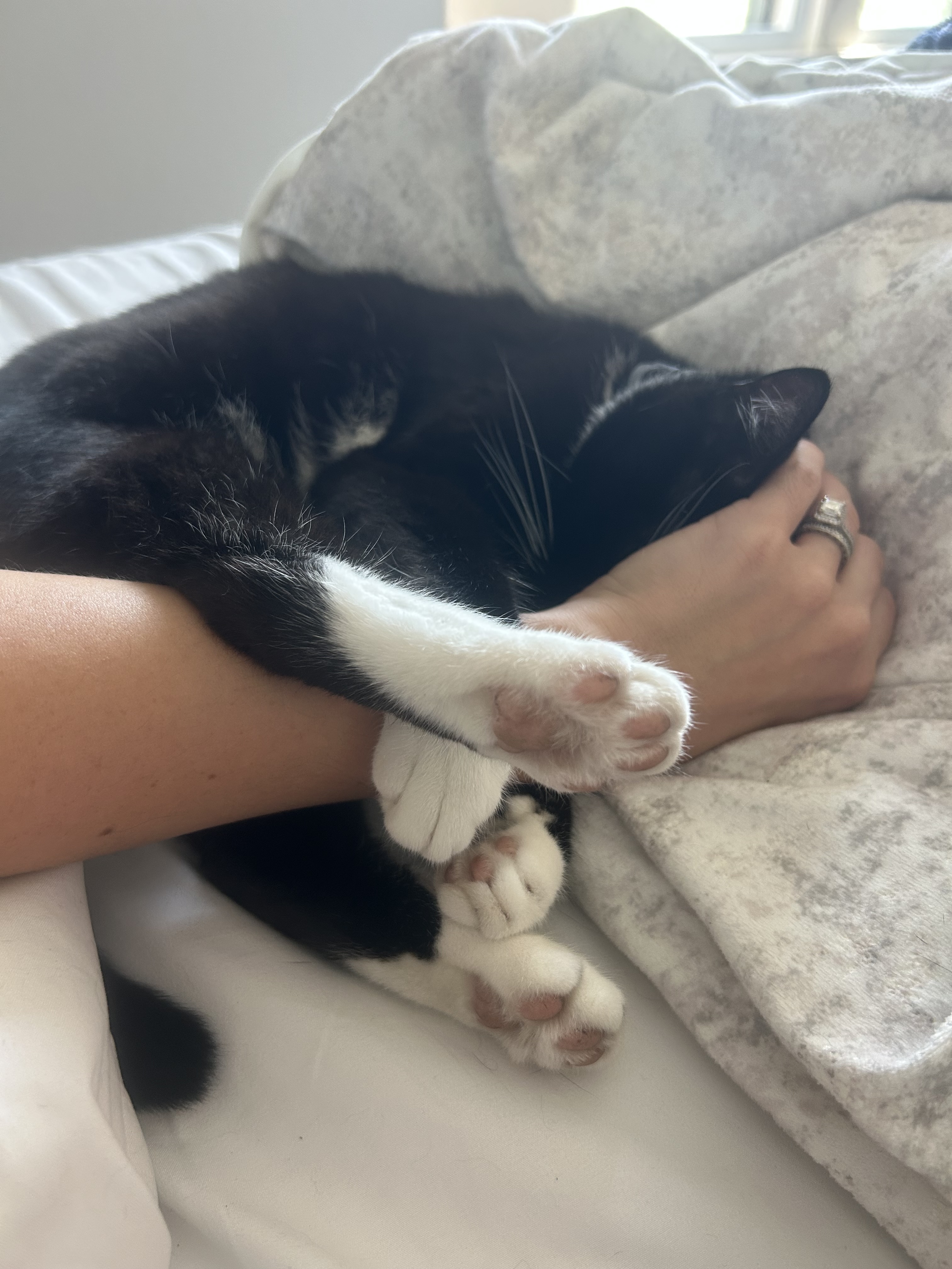 Haus Kat cat cuddling with Kat