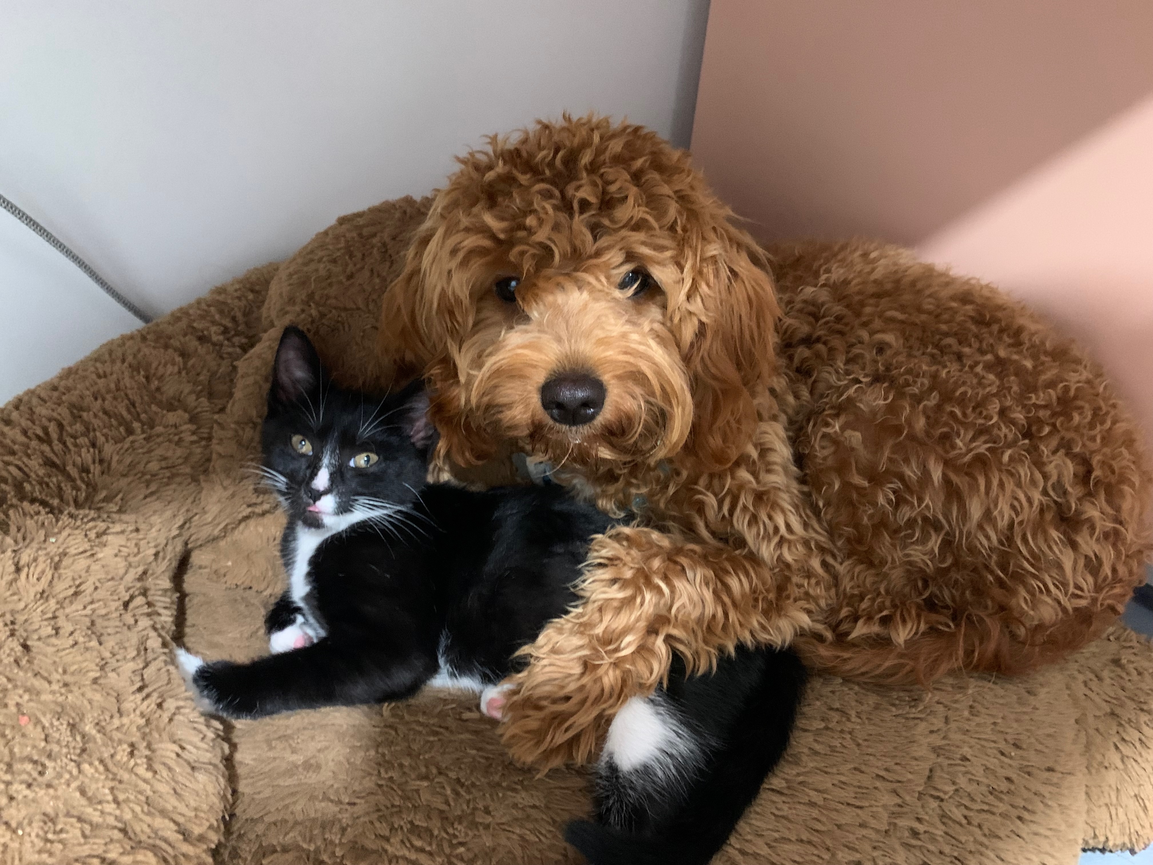 Haus Kat family dog cuddling with a black-and-white cat
