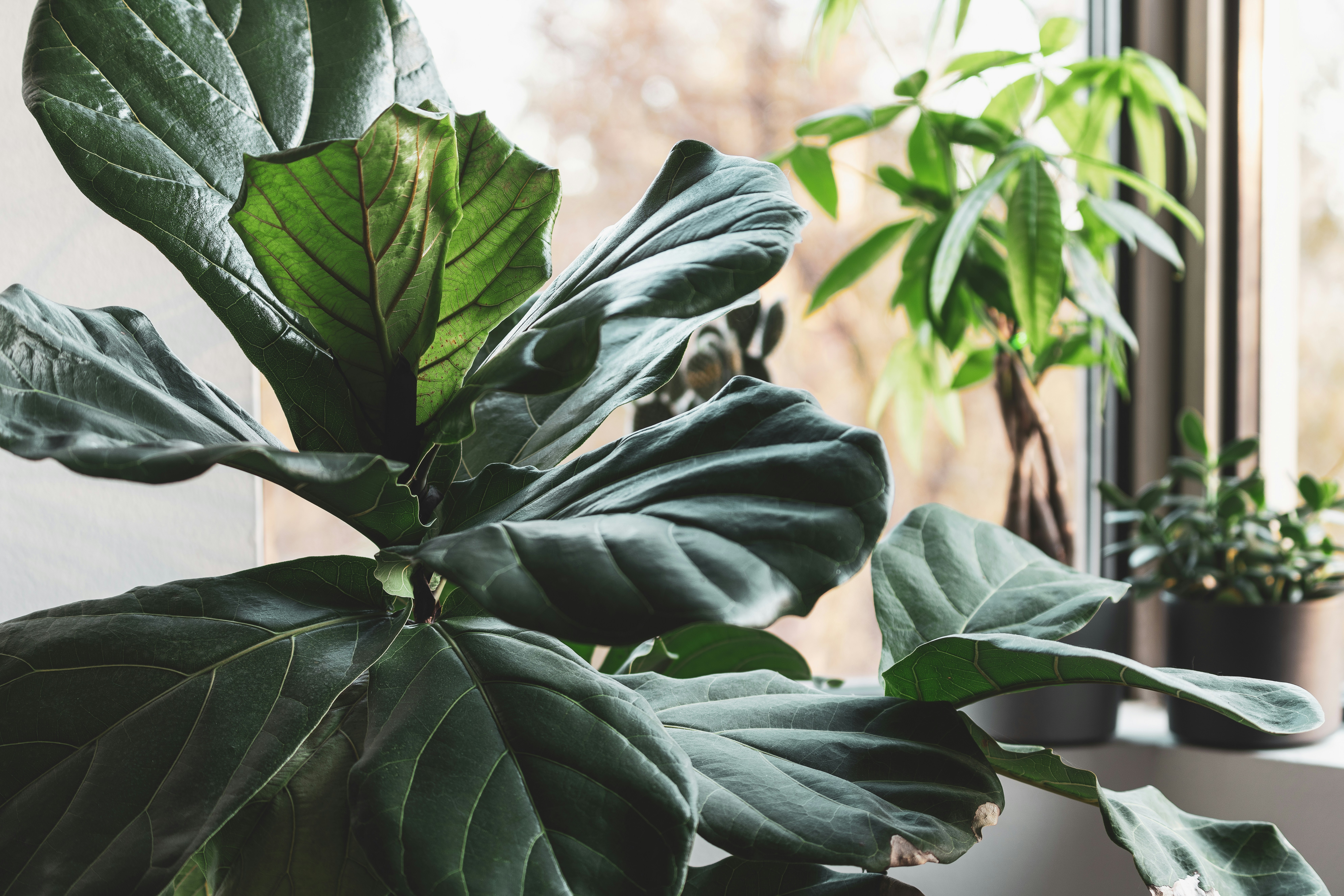 Fiddle leaf fig and houseplants in a bright home