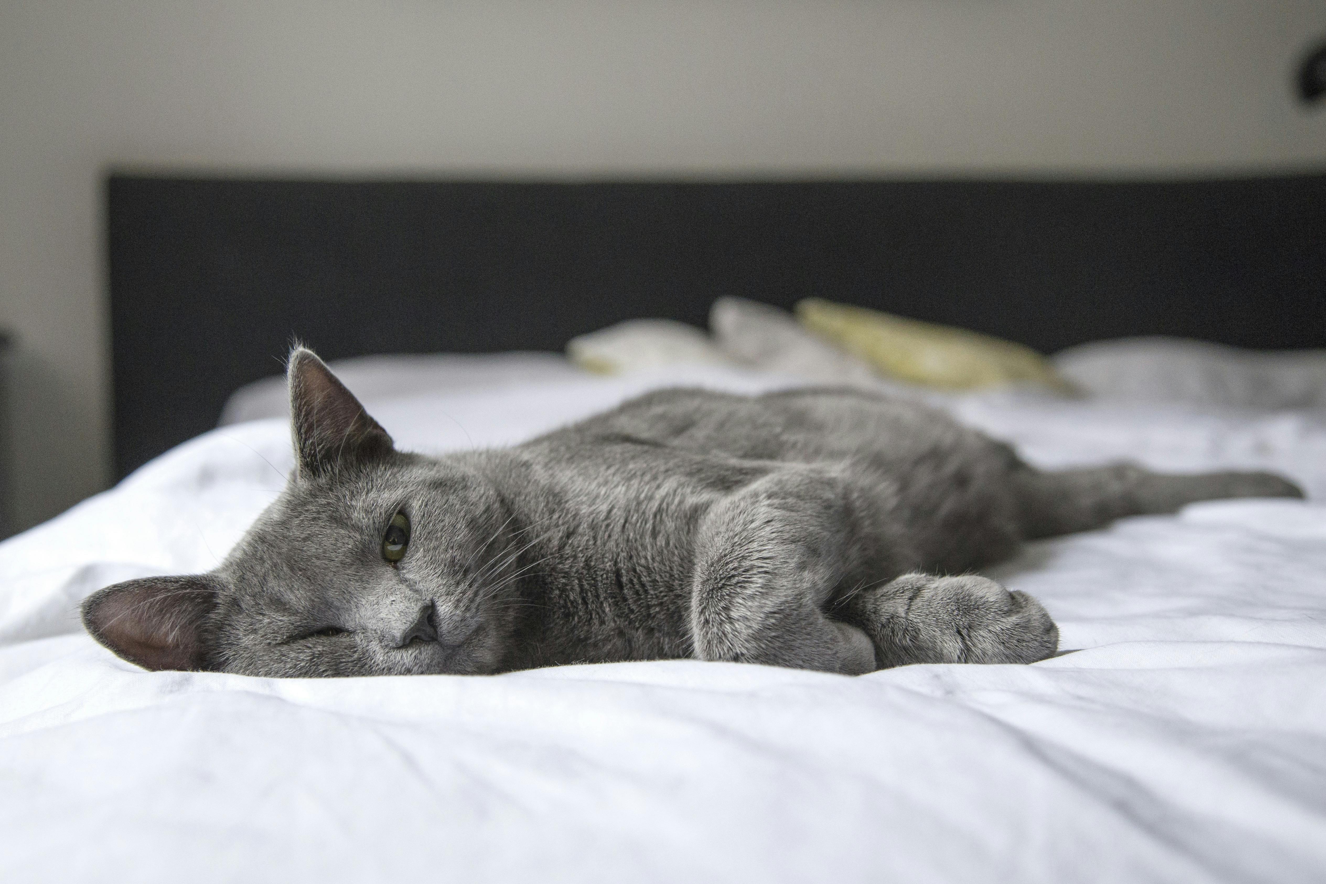 Gray cat resting comfortably at home